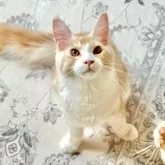 メインクーン【兵庫県・男の子・2025年1月12日・カメオタビー&ホワイト】の写真6