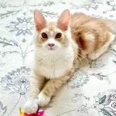 メインクーン【兵庫県・男の子・2025年1月12日・カメオタビー&ホワイト】の写真7