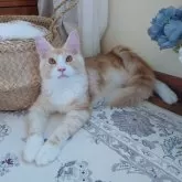 メインクーン【兵庫県・男の子・2025年1月12日・カメオタビー&ホワイト】の写真10