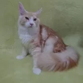 メインクーン【兵庫県・男の子・2025年1月12日・カメオタビー&ホワイト】の写真3