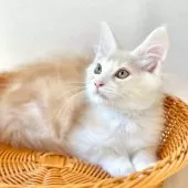 メインクーン【兵庫県・男の子・2025年1月12日・カメオタビー&ホワイト】の写真11