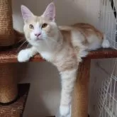 メインクーン【兵庫県・男の子・2025年1月12日・カメオタビー&ホワイト】の写真5