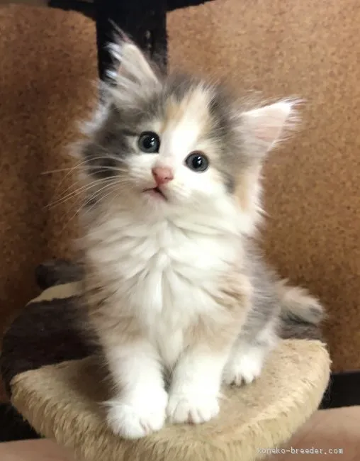 ID：2006-00146の子猫