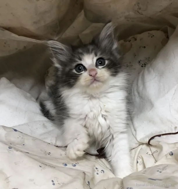 ID：1912-01007の子猫