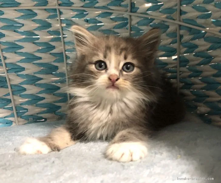 tanioka555 様のお迎えした子猫