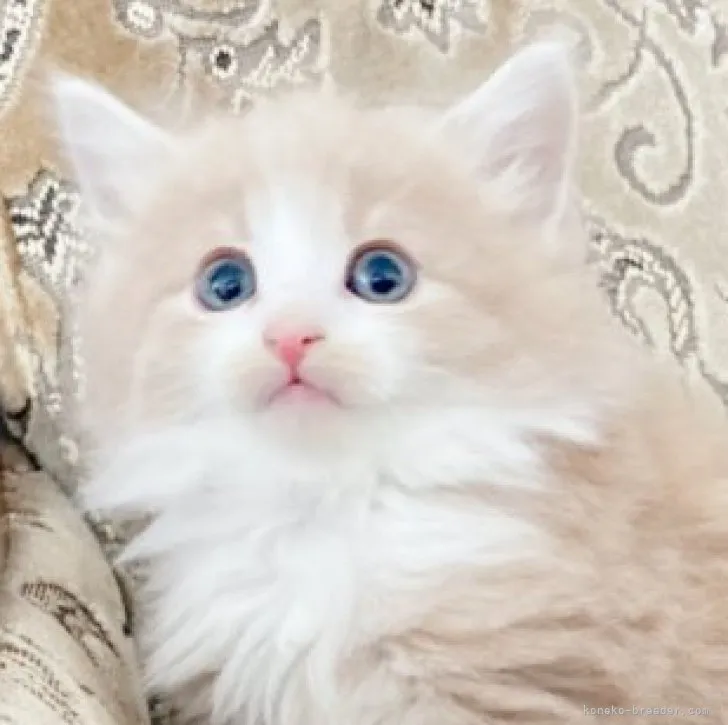 ID：2311-00899の子猫