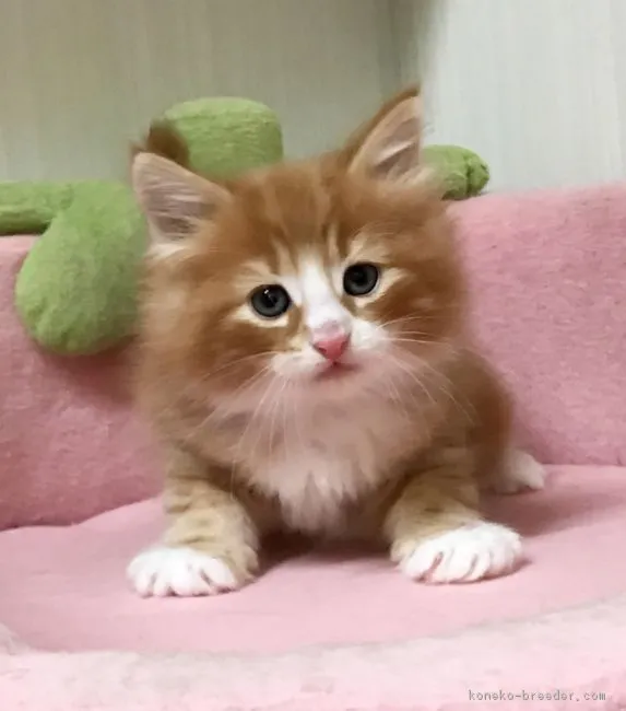 ID:1701-00571の子猫