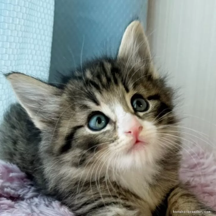 ID:2406-01311の子猫