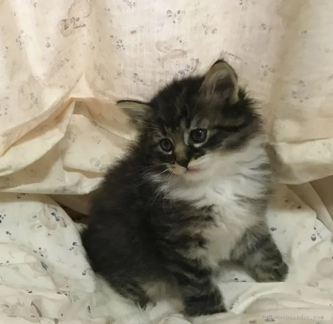 ID：1705-00118の子猫