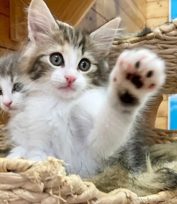 ID：2105-00107の子猫