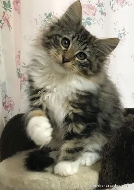 ID:1801-01110の子猫