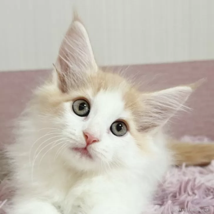 ID:2410-01863の子猫