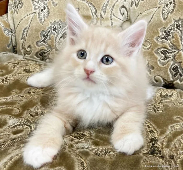 ID：2109-01589の子猫