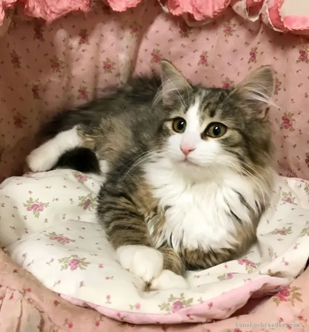 ID：1612-00363の子猫