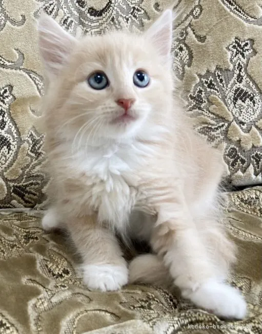 ID：2106-00780の子猫