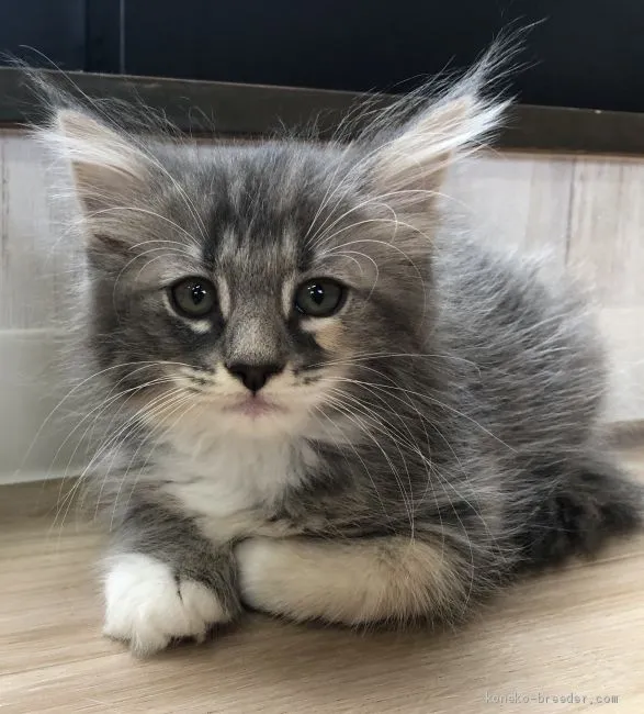 ID：2005-00848の子猫