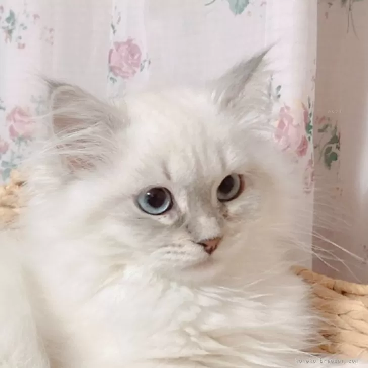 ID:2401-00923の子猫