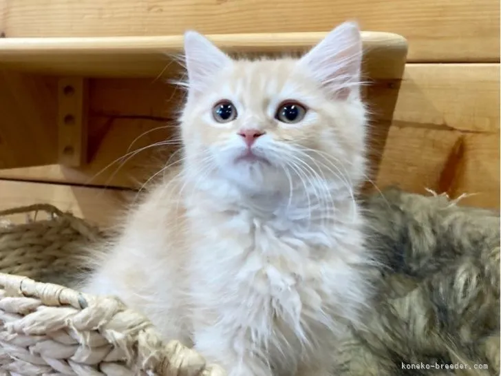 ID：2110-01088の子猫