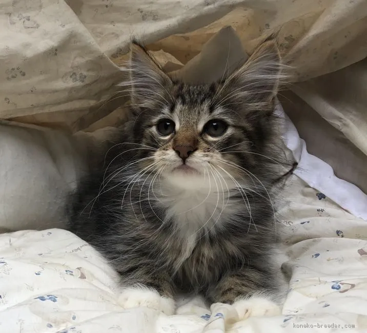 ID：1911-01299の子猫