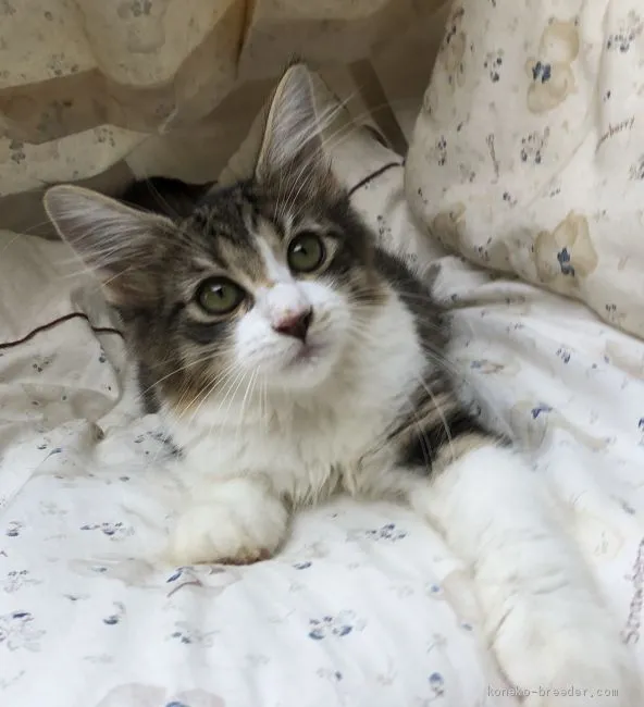 ID：1908-00626の子猫