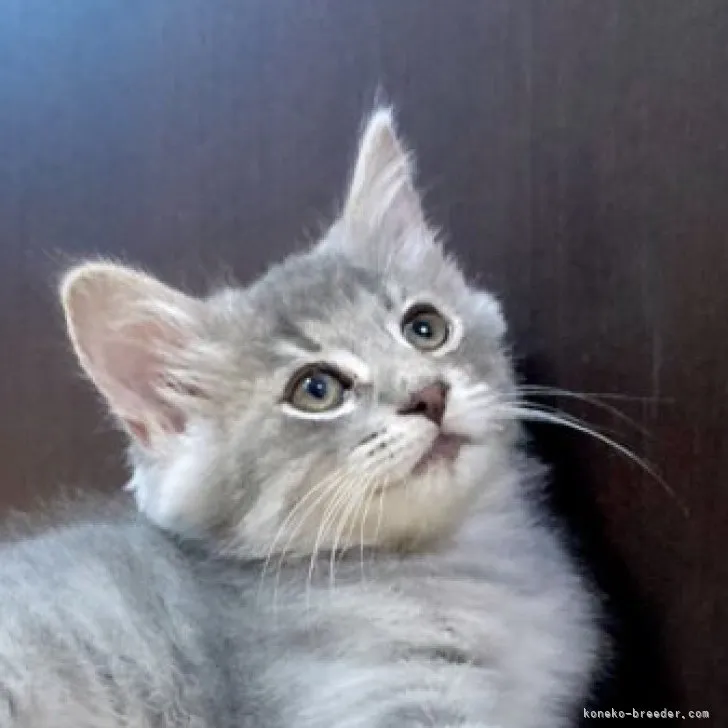 ID：2307-00615の子猫