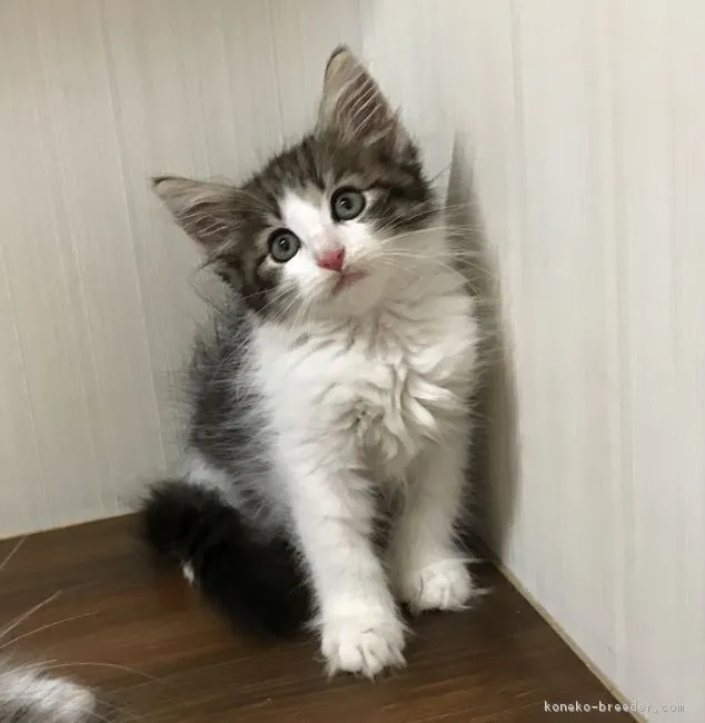 ID：1707-00519の子猫