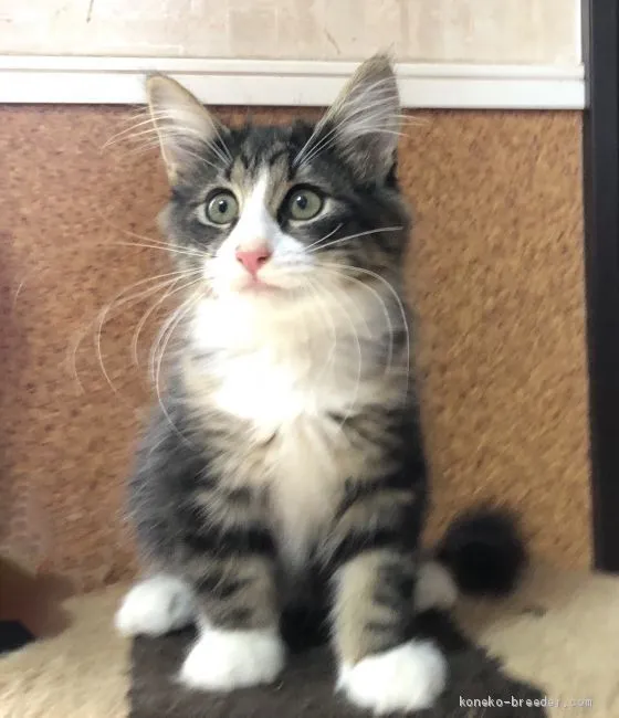 ID：1908-00632の子猫