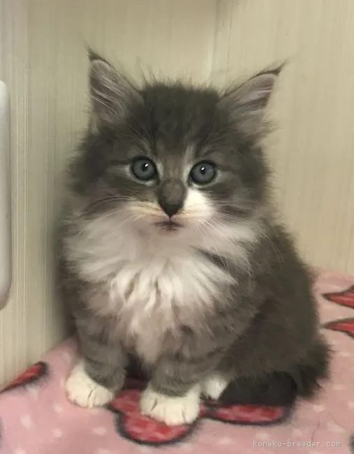 ID：1712-00611の子猫