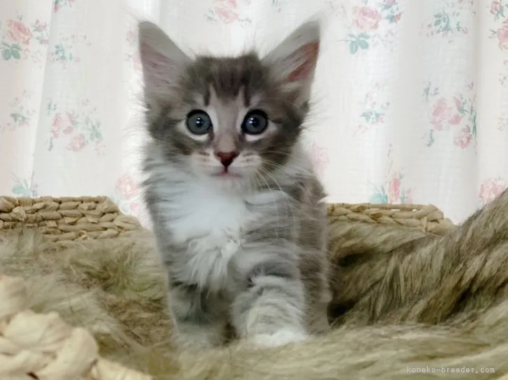 みかりん 様のお迎えした子猫
