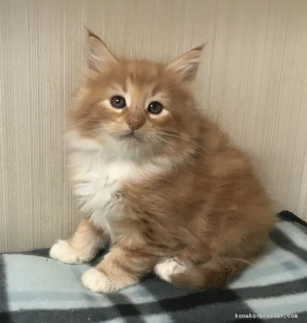 ID：1711-00728の子猫