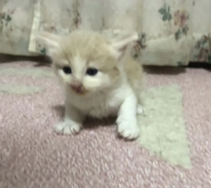 yuki 様のお迎えした子猫