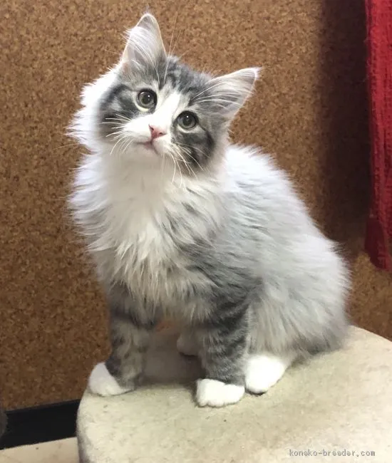 Y.A 様のお迎えした子猫