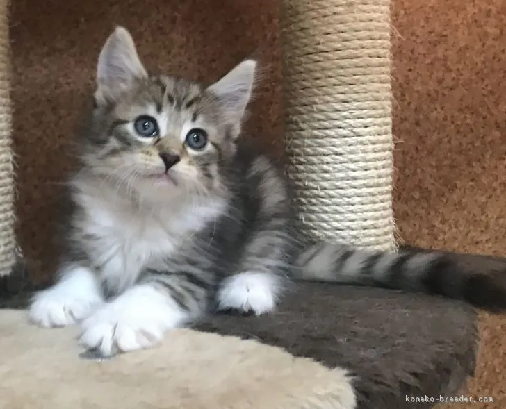 ID：1809-00114の子猫