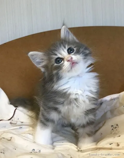 アイチ家族 様のお迎えした子猫