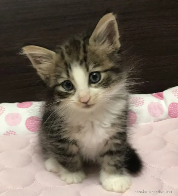 ID:1707-00549の子猫
