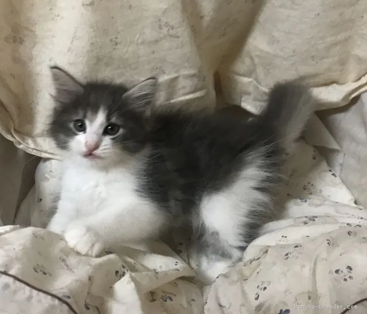 ID：1808-00149の子猫