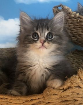 ノルウェージャンフォレストキャット【香川県・男の子・2020年11月7日・ブルータビー&ホワイト】の写真「キュートなお顔で性格も花丸な男の子」