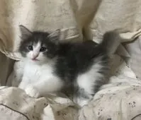 ノルウェージャンフォレストキャット【香川県・女の子・2018年6月18日・ブルーマッカレルタピー&ホワイト】の写真1