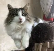 ノルウェージャンフォレストキャット【香川県・男の子・2019年6月15日・ブラウンクラッシックタビー&ホワイト】の写真3