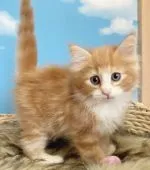 ノルウェージャンフォレストキャット【香川県・男の子・2021年4月3日・レッドタビー&ホワイト】の写真3