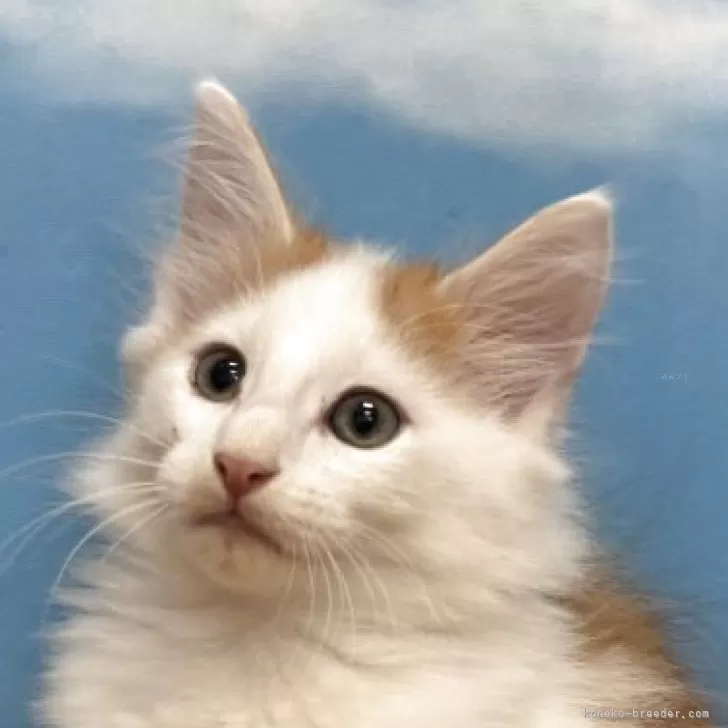 ノルウェージャンフォレストキャット【香川県・男の子・2025年8月24日・レッドマッカレルタビー&amp;ホワイト】の写真1