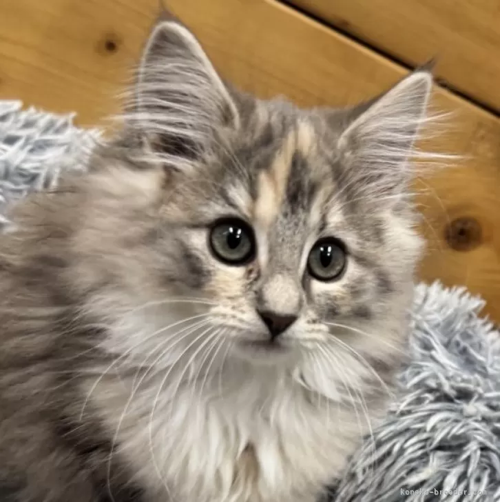 ノルウェージャンフォレストキャット【香川県・女の子・2025年10月16日・ブルーパッチドタビー&amp;ホワイト】の写真1