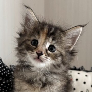 ノルウェージャンフォレストキャット【香川県・女の子・2025年9月27日・ブラウンパッチドタビー】の写真「美しい三毛カラーが魅力的なお姫様🍀」