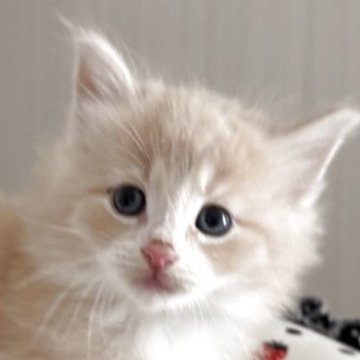 ノルウェージャンフォレストキャット【香川県・男の子・2025年9月27日・クリームタビー&ホワイト】の写真「ふわふわのクリーム王子様🍀」