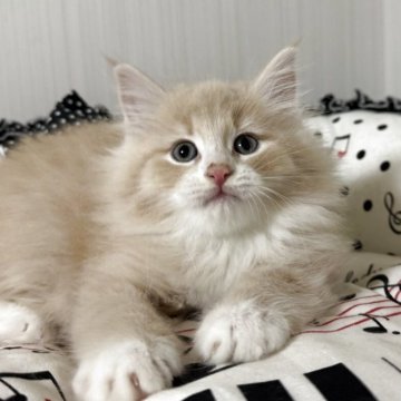 ノルウェージャンフォレストキャット【香川県・男の子・2025年9月27日・クリームタビー&ホワイト】の写真「ふわふわのクリーム王子様🍀」