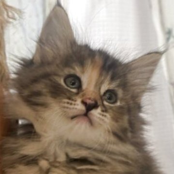 ノルウェージャンフォレストキャット【香川県・女の子・2025年9月27日・ブラウンパッチドタビー】の写真「美しい三毛カラーが魅力的なお姫様🍀」