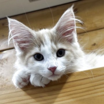 ノルウェージャンフォレストキャット【香川県・女の子・2025年3月14日・クリームタビー&ホワイト】の写真「優しいホワイト多めのクリームちゃん♫」
