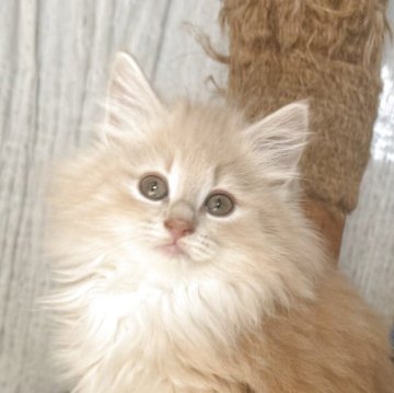 ノルウェージャンフォレストキャット【香川県・女の子・2025年10月16日・クリームタビー&ホワイト】の写真「フワフワコロコロのプリンセス🍀」