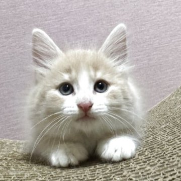 ノルウェージャンフォレストキャット【香川県・女の子・2025年9月27日・クリームタビー&ホワイト】の写真「ふわふわのクリームカラーのお姫様🍀」