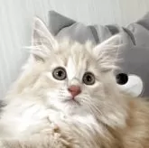 ノルウェージャンフォレストキャット